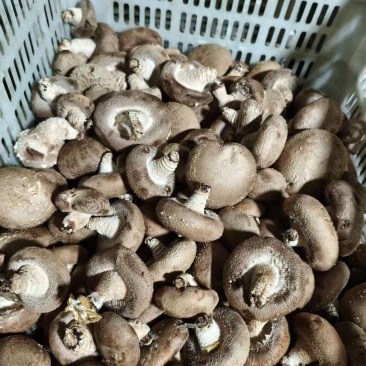 鲜香菇产地直销