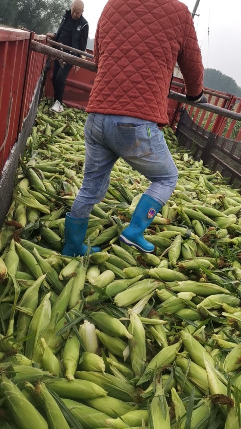 推荐鲜玉米太阳花水果玉米黄玉米产地直供量大从优