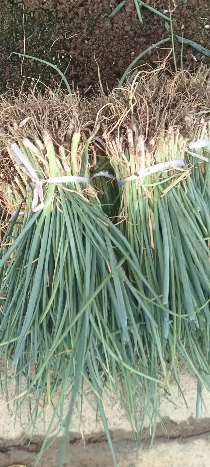 我在河南南阳嘉恒育苗基地，现有钢葱苗500万颗，售价5分