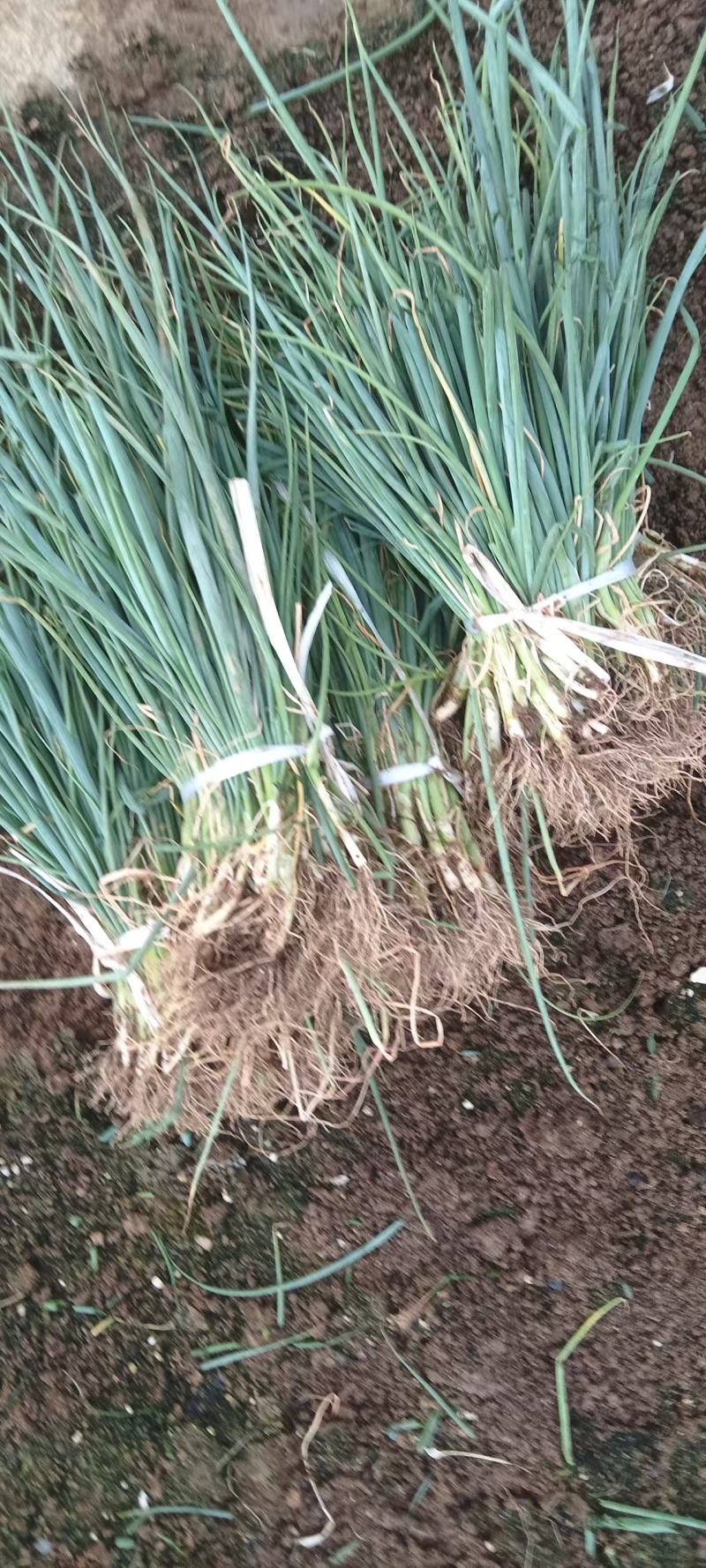 我在河南南阳嘉恒育苗基地，现有钢葱苗500万颗，售价5分
