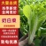 【热卖】四川成都小白菜大量上市品质保障欢迎电联