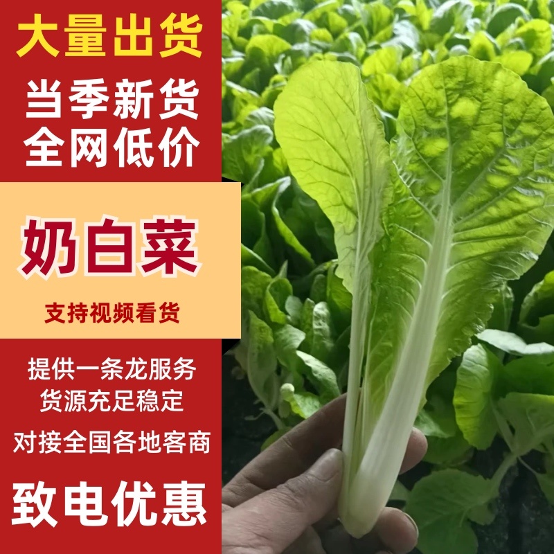 【热卖】四川成都小白菜大量上市品质保障欢迎电联