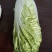 白菜