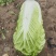白菜