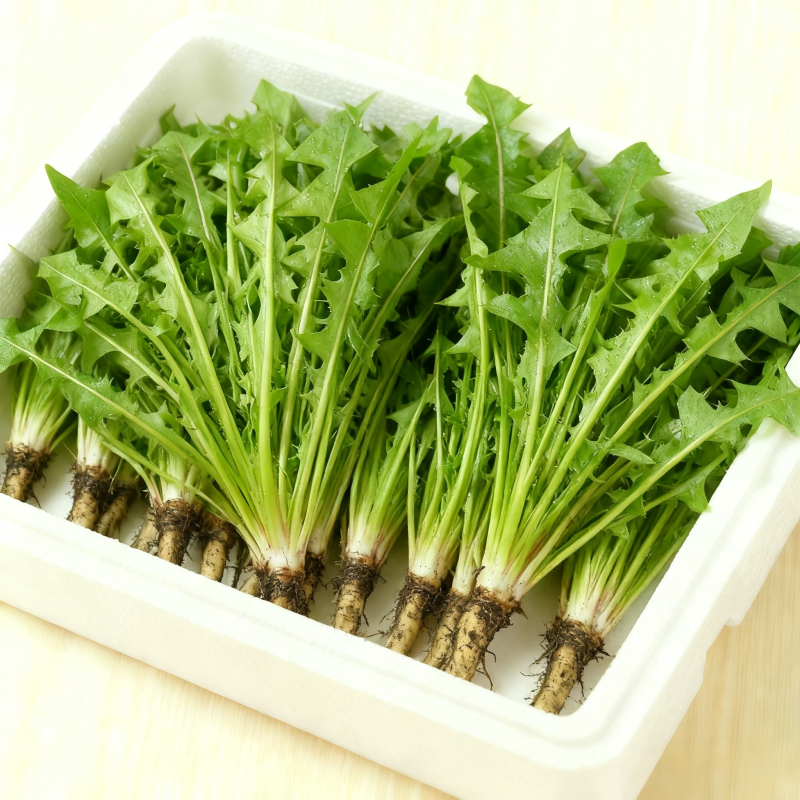 新鲜蒲公英需要的联系