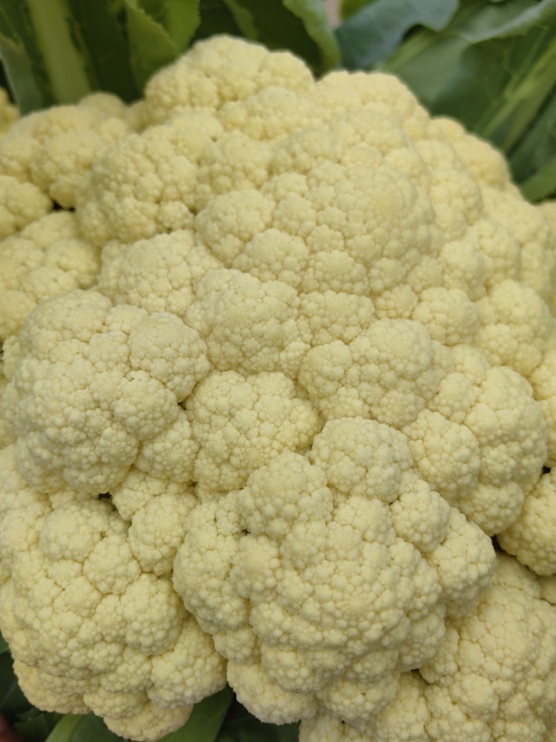 小米粒菜花