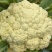 小米粒菜花
