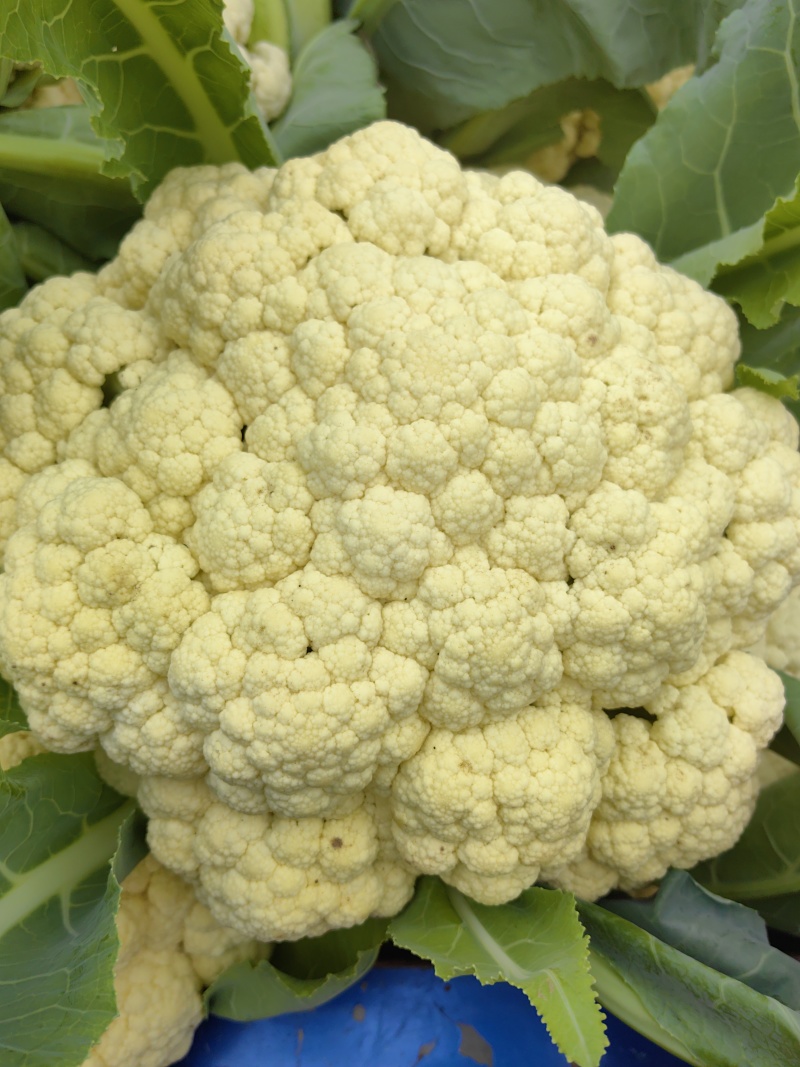 小米粒菜花