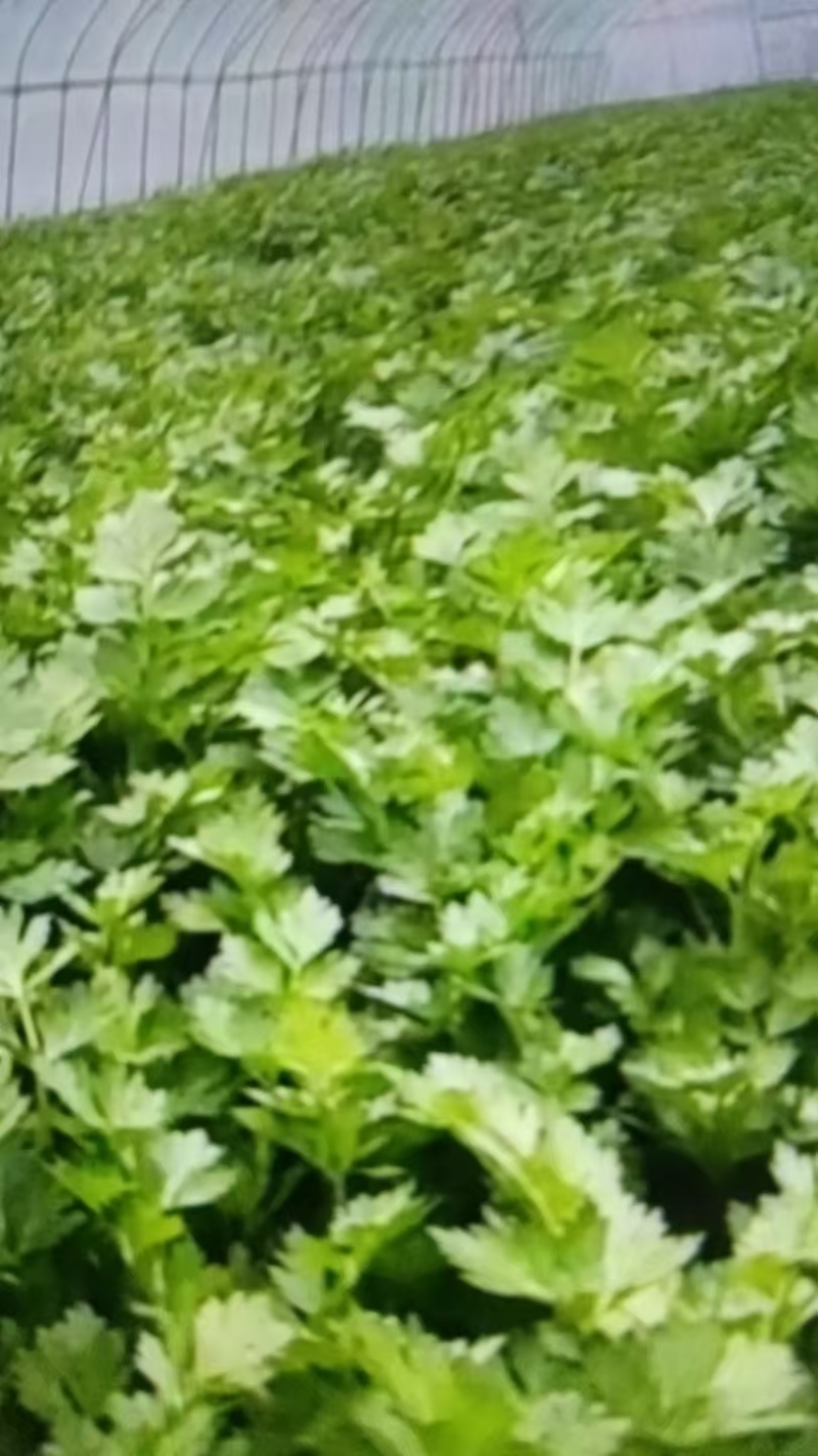 芹菜苗20万棵产地直发品质保证诚信合作欢迎来电