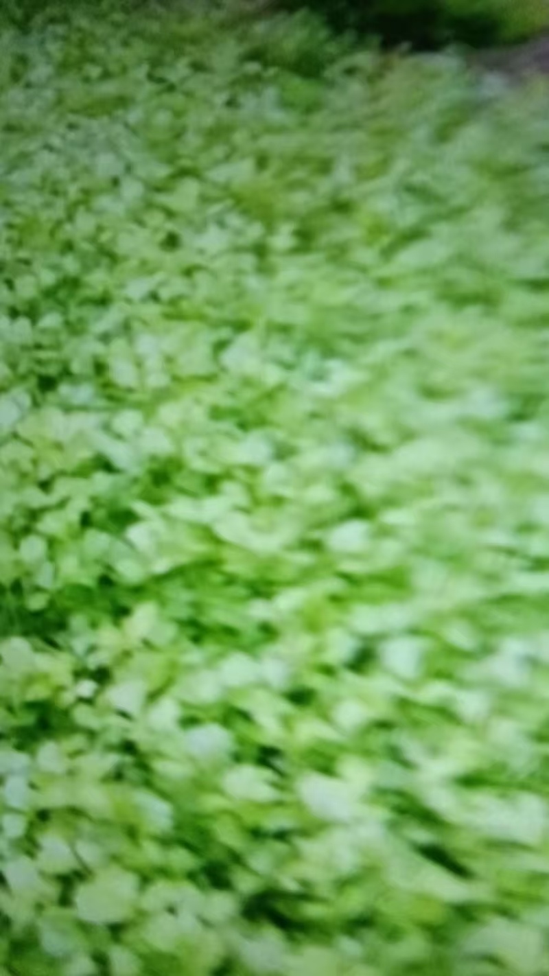 芹菜苗20万棵产地直发品质保证诚信合作欢迎来电