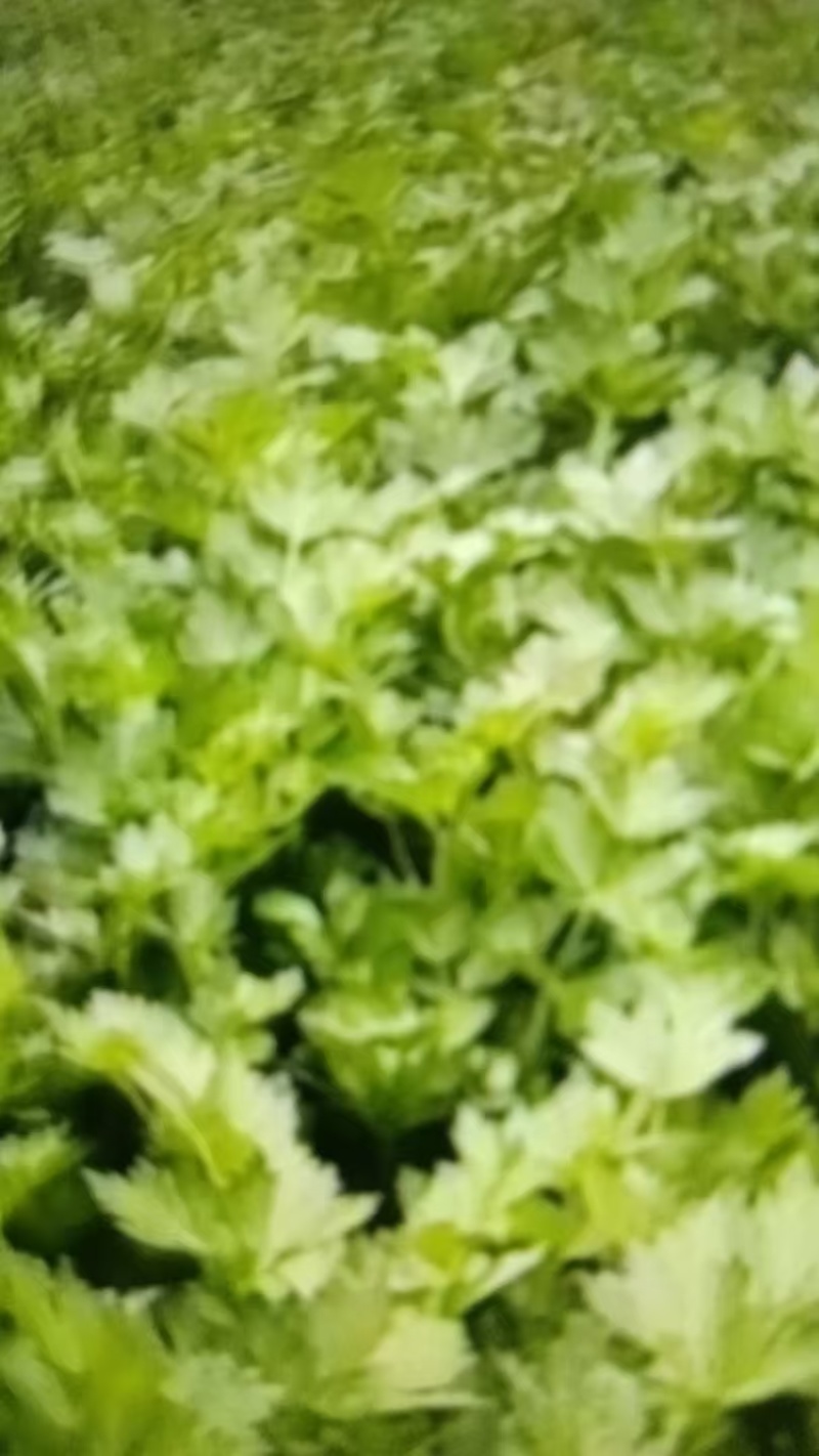 芹菜苗20万棵产地直发品质保证诚信合作欢迎来电