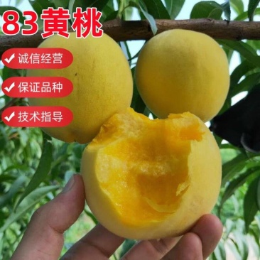 罐83黄桃苗木嫁接成苗沂蒙山育苗基地直发批发