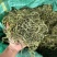 肾精茶精选小叶绿叶肾精茶肾精草长白山肾精茶现货