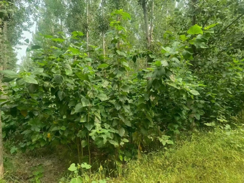 桑葚树苗实生桑苗绿化占地种植苗圃直发提供技术
