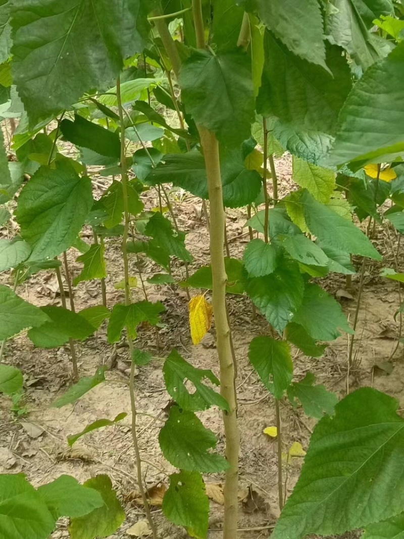 桑葚树苗实生桑苗绿化占地种植苗圃直发提供技术