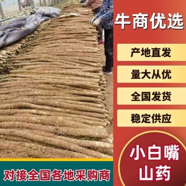 河南安阳小白嘴山药大量接单产地直发量大从优欢迎来电