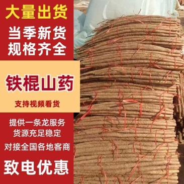 河南安阳铁棍山药大量上市产地直发量大从优欢迎来电