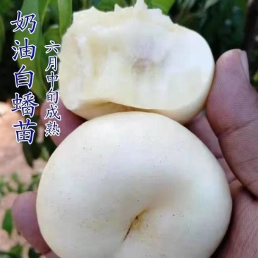 奶油白蟠桃苗嫁接成苗品种纯正育苗基地直发批发