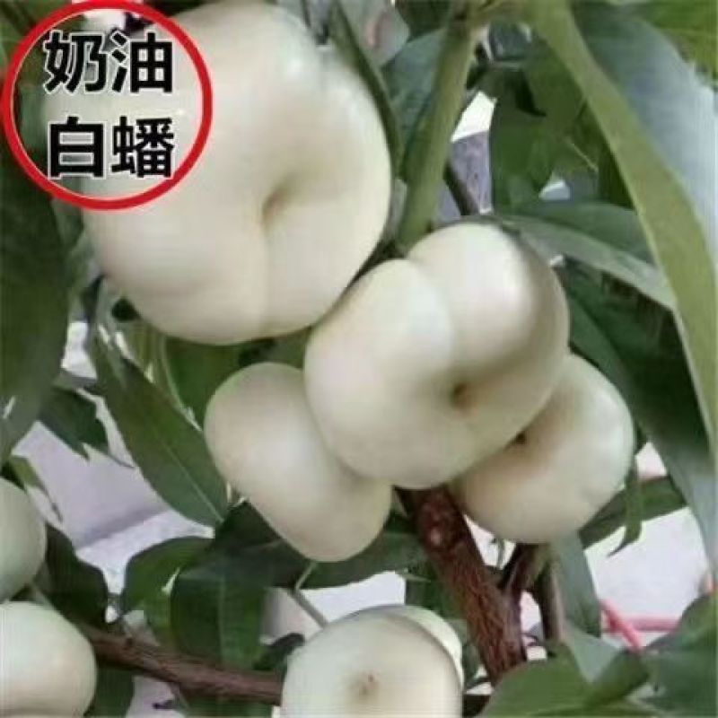 奶油白蟠桃苗嫁接成苗品种纯正育苗基地直发批发