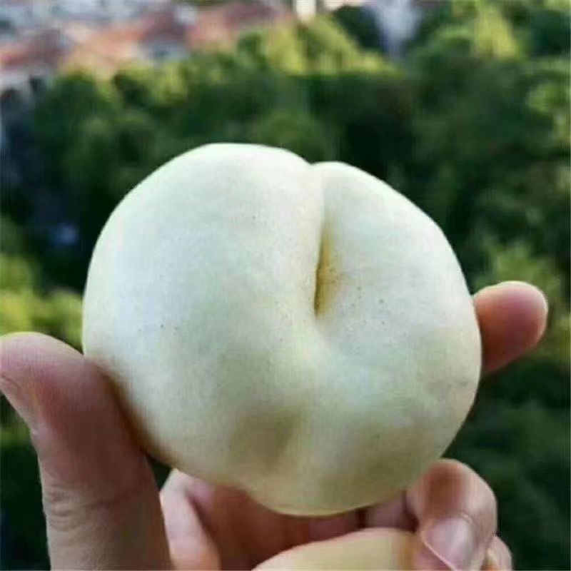 奶油白蟠桃苗嫁接成苗品种纯正育苗基地直发批发