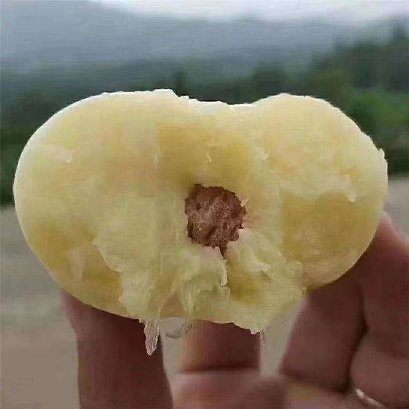 奶油白蟠桃苗嫁接成苗品种纯正育苗基地直发批发