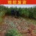 奶油白蟠桃苗嫁接成苗品种纯正育苗基地直发批发