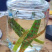 肾精茶精选小叶绿叶肾精茶肾精草长白山肾精茶现货