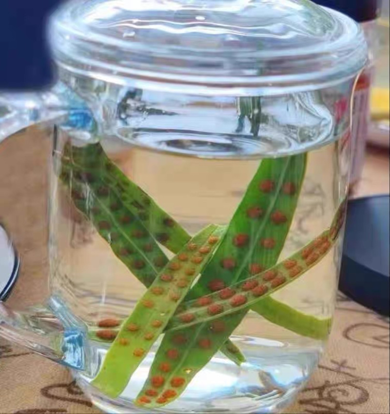 肾精茶精选小叶绿叶肾精茶肾精草长白山肾精茶现货