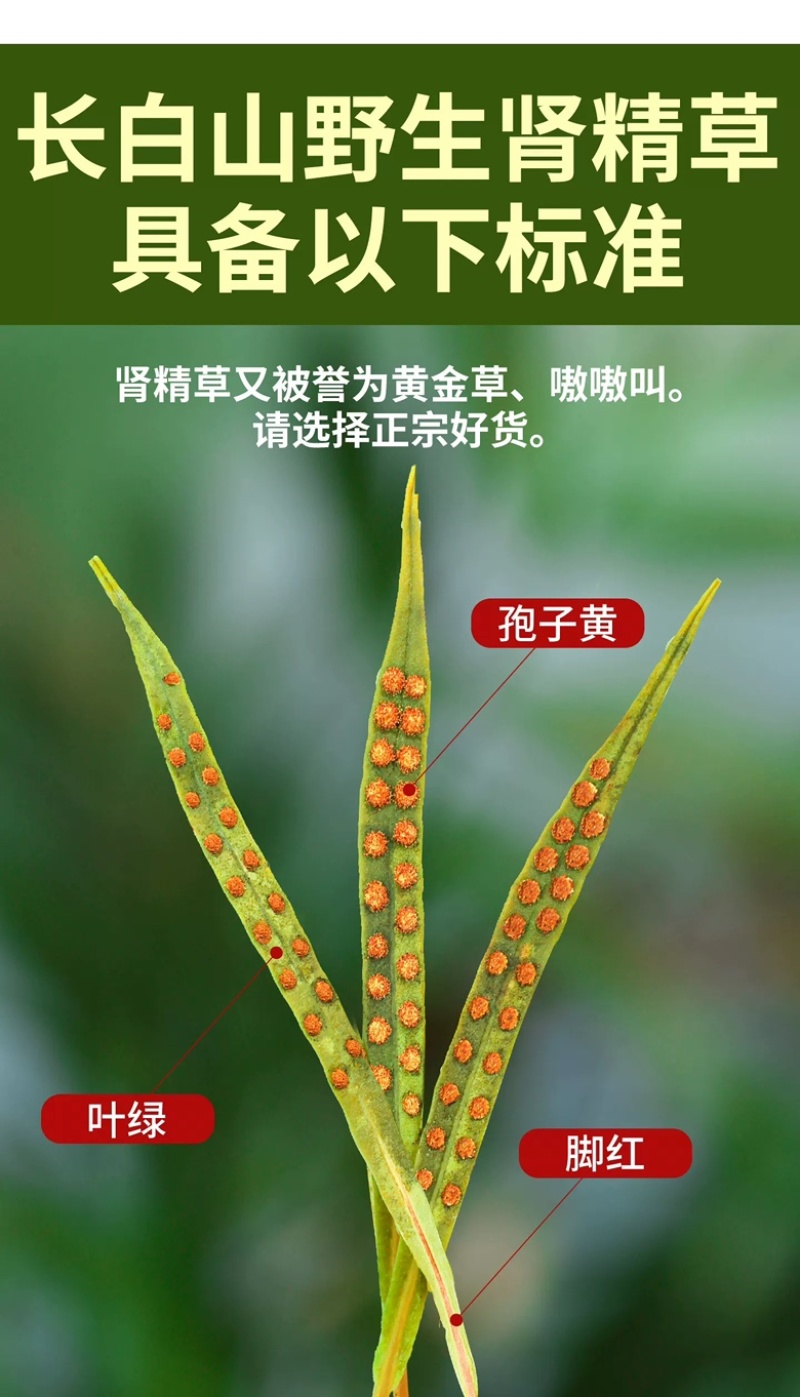 肾精茶精选小叶绿叶肾精茶肾精草长白山肾精茶现货