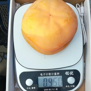 磨盘柿大量上市质优价廉发货迅速物流快柿子