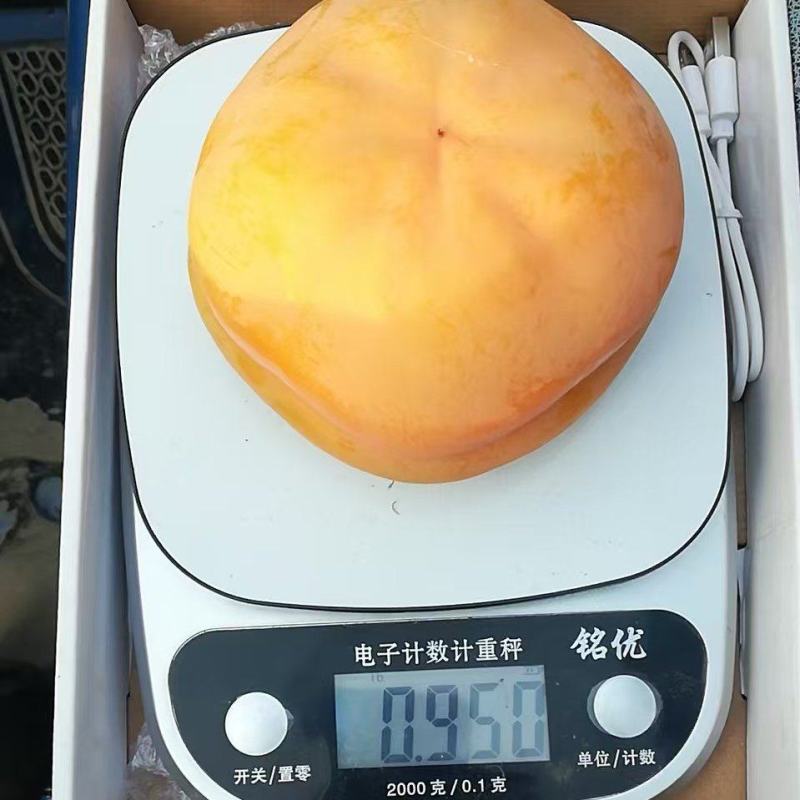 磨盘柿大量上市质优价廉发货迅速物流快柿子