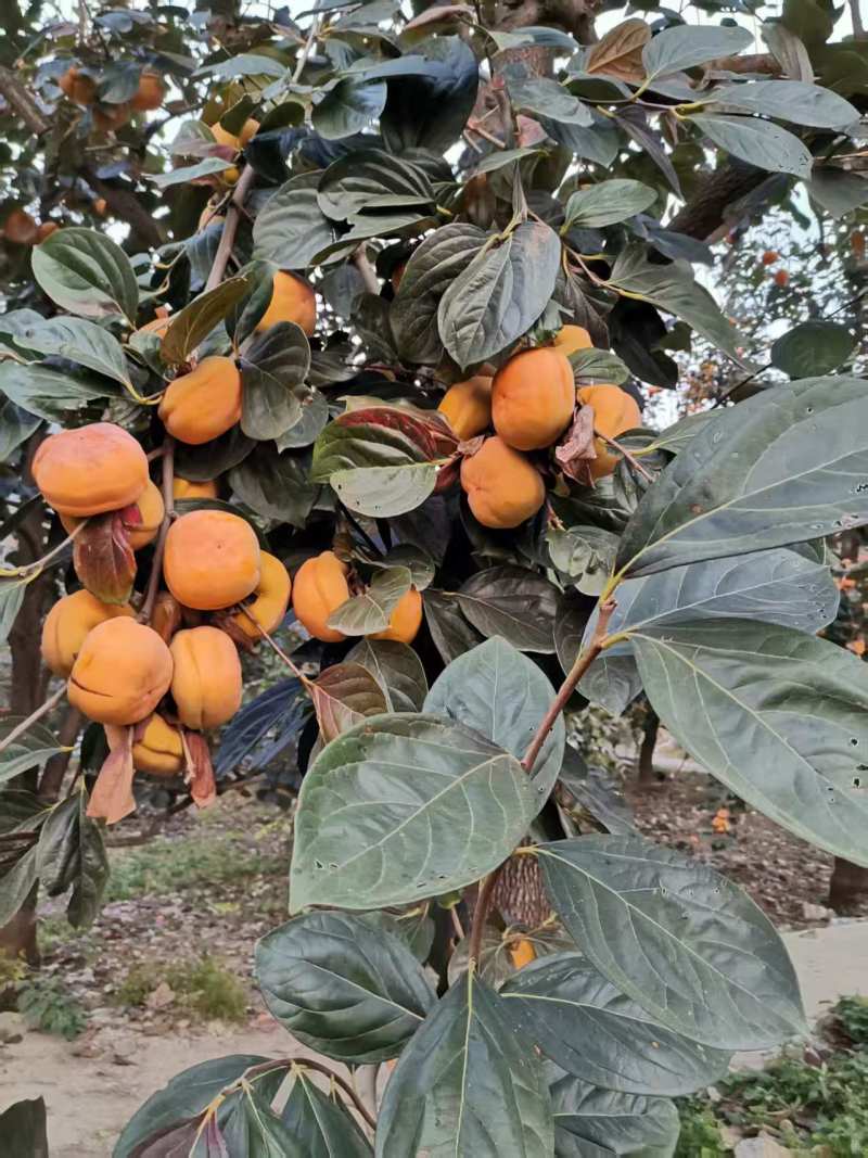 磨盘柿大量上市质优价廉发货迅速物流快柿子