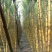 【黄皮甘蔗】河北甘蔗/基地直供(农户自种现砍现发)现货