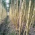 【黄皮甘蔗】河北甘蔗/基地直供(农户自种现砍现发)现货