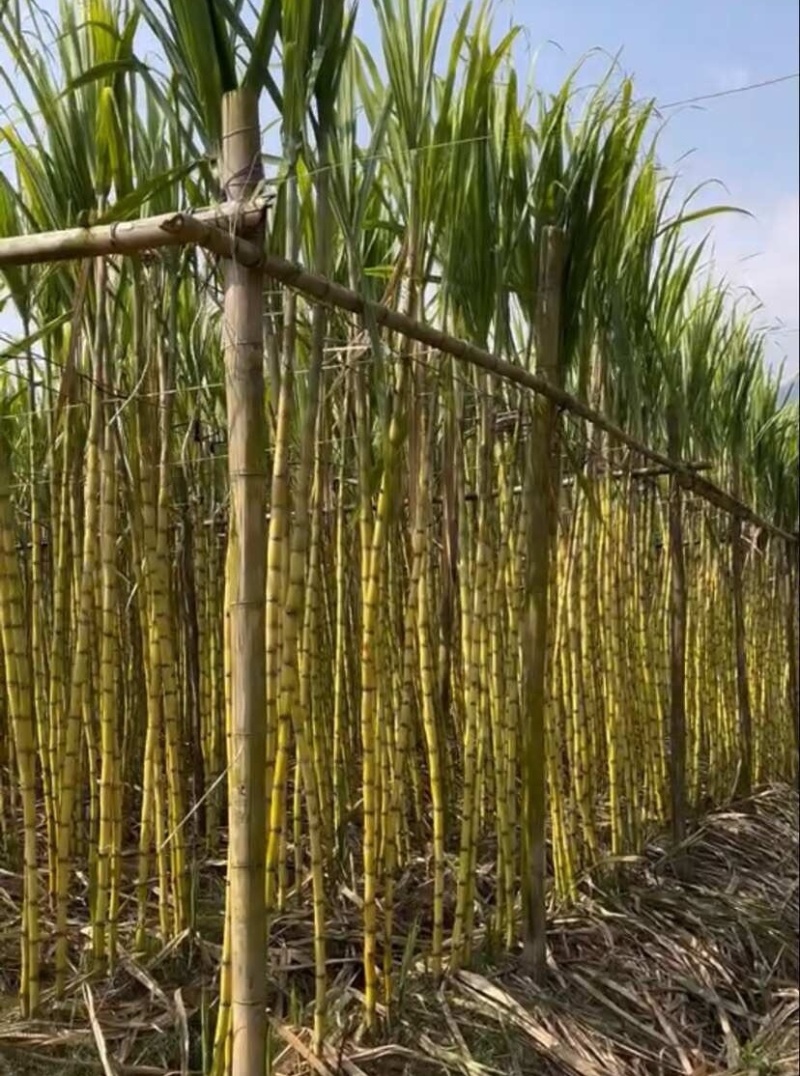 【黄皮甘蔗】河北甘蔗/基地直供（农户自种现砍现发）现货