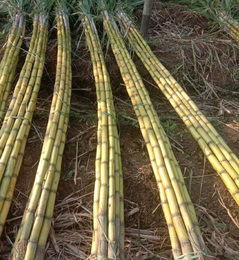 【黄皮甘蔗】河北甘蔗/基地直供（农户自种现砍现发）现货