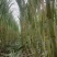 《精选》黄皮甘蔗/河北大名基地直供/现砍现卖/欢迎来电谈