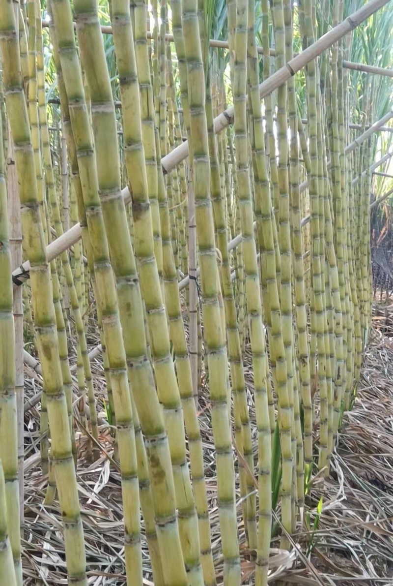 《精选》黄皮甘蔗/河北大名基地直供/现砍现卖/欢迎来电谈
