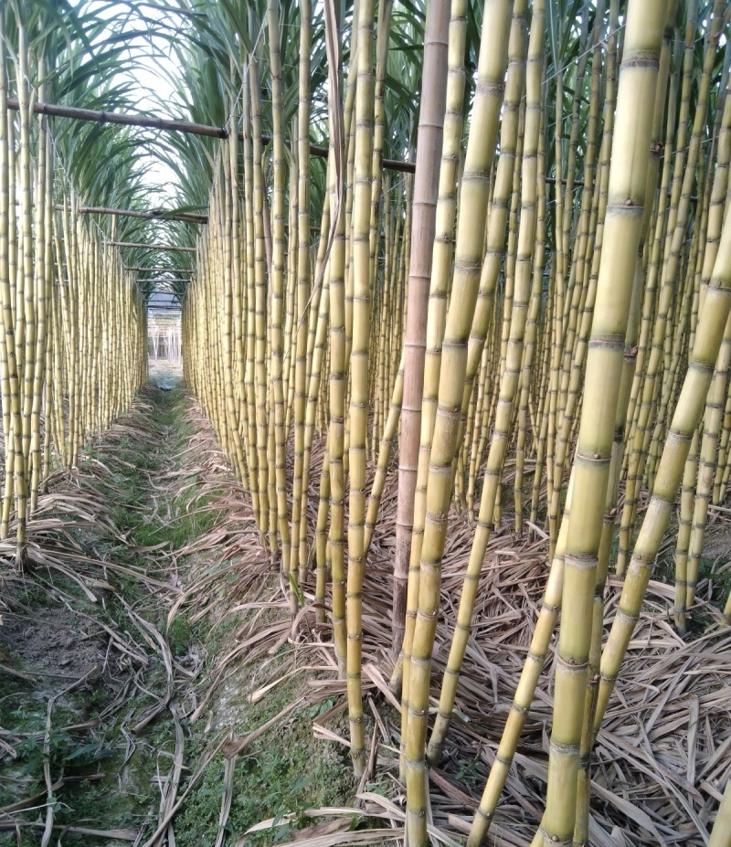 《精选》黄皮甘蔗/河北大名基地直供/现砍现卖/欢迎来电谈