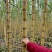 《精选》黄皮甘蔗/河北大名基地直供/现砍现卖/欢迎来电谈