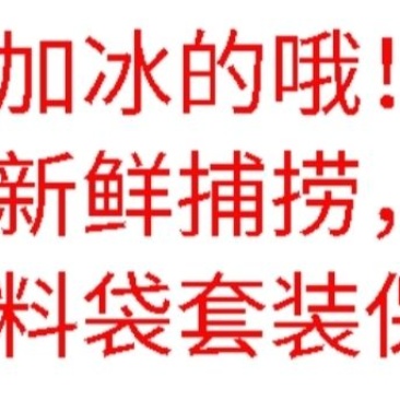 包邮）新鲜海捕米鱼敏鱼大鮸鱼冰冻鳘鱼深海海鲜鲜活水产5斤