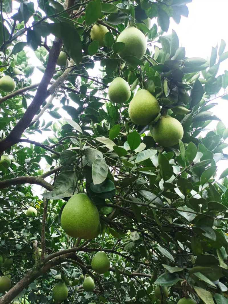 【冰糖柚】湖南怀化安江冰糖柚，诚信经营，客户至上！