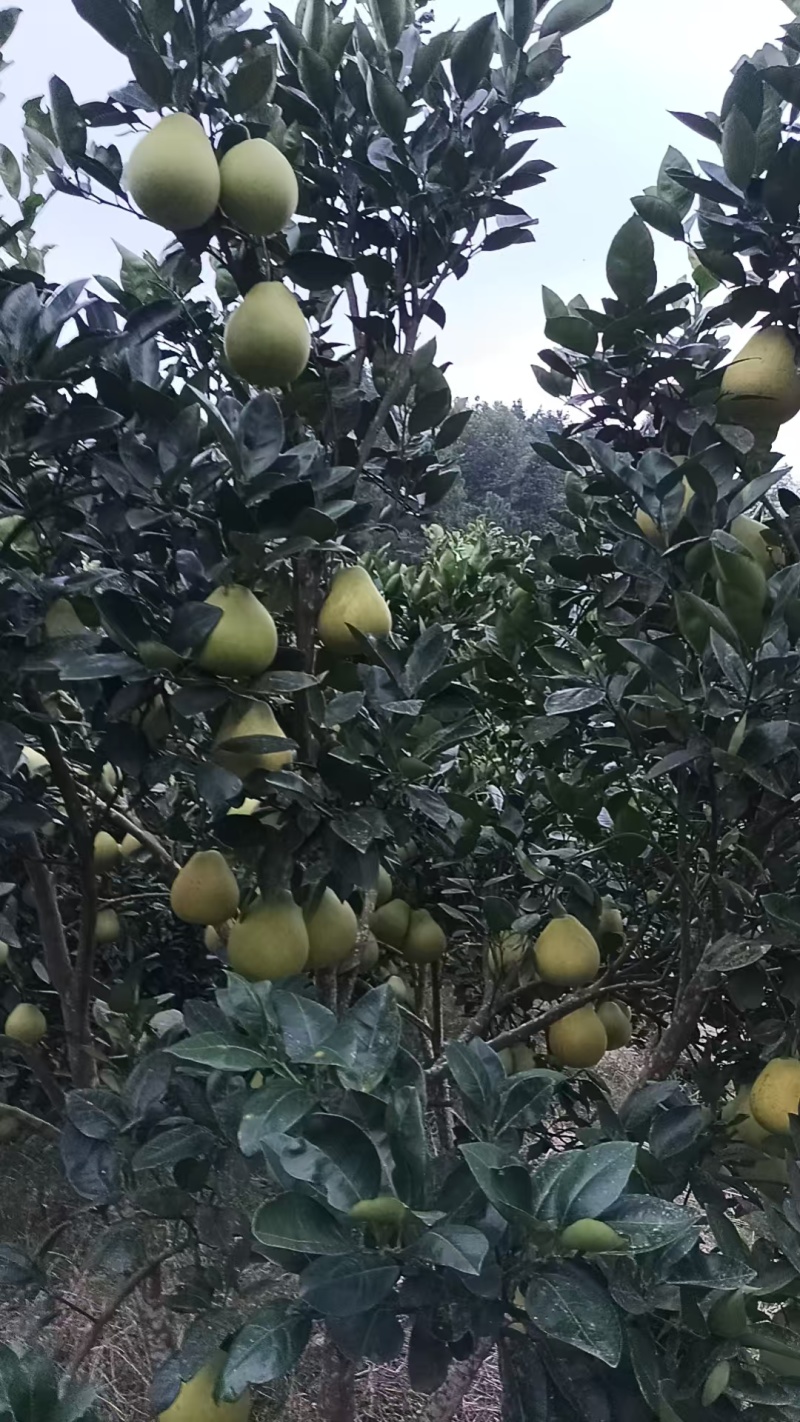 【冰糖柚】湖南怀化安江冰糖柚，诚信经营，客户至上！