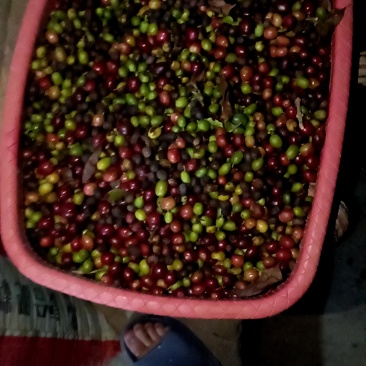 咖啡鲜果