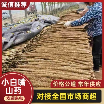 【推荐】河南安阳小白嘴山药大量接单产地直发量大从优欢迎来