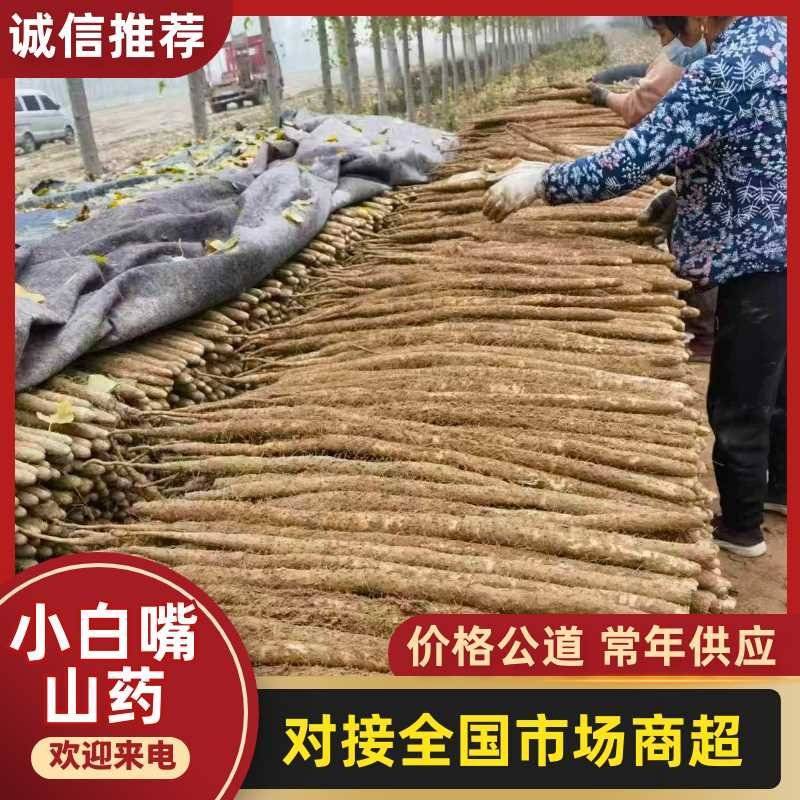 【推荐】河南安阳小白嘴山药大量接单产地直发量大从优欢迎来