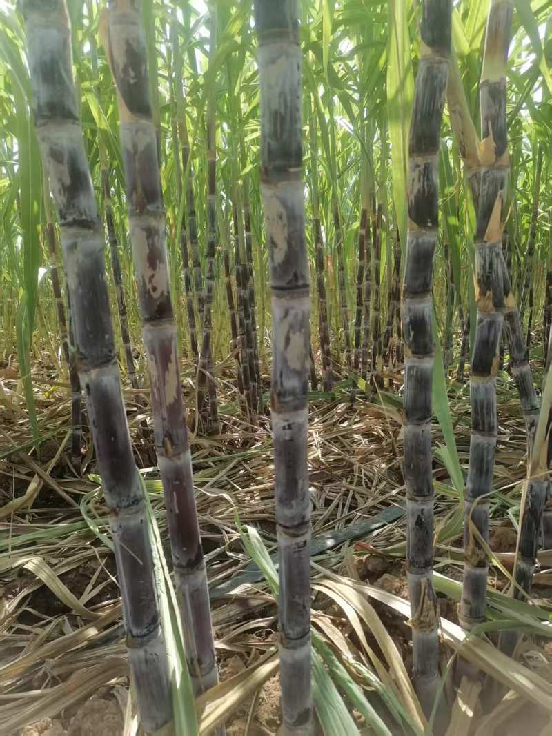 河北黑皮甘蔗【现砍现发农户自种】随到随装/欢迎来电