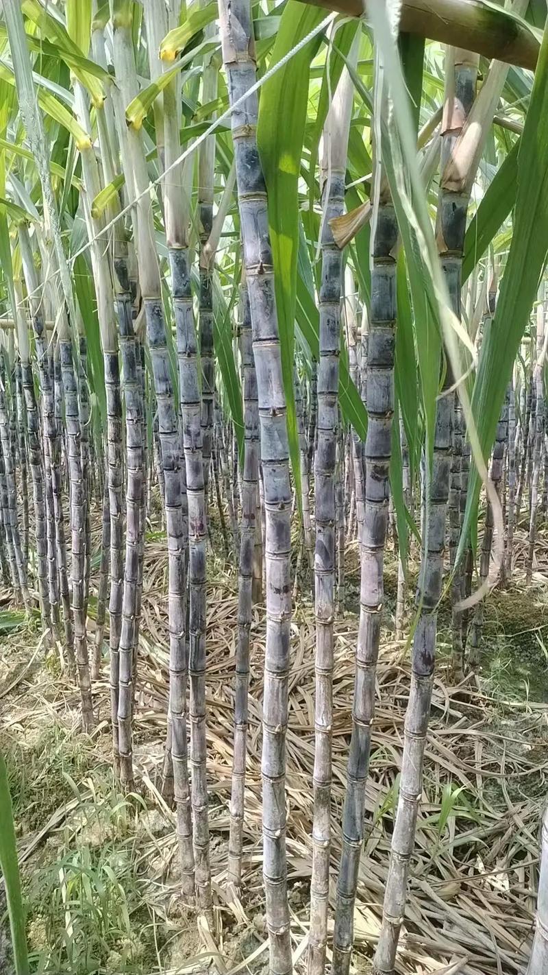 河北黑皮甘蔗【现砍现发农户自种】随到随装/欢迎来电