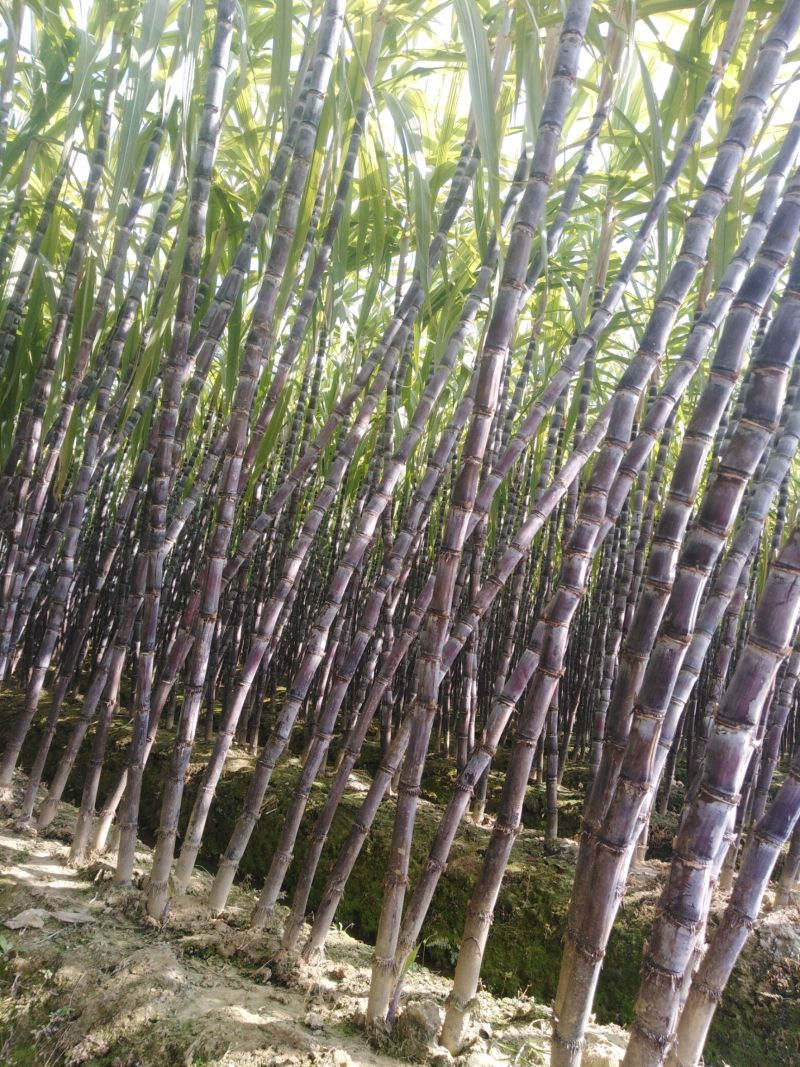 河北黑皮甘蔗【现砍现发农户自种】随到随装/欢迎来电