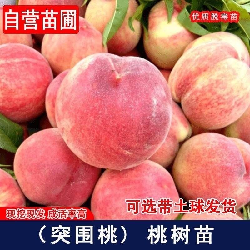 突围桃树苗嫁接成现挖现发苗育苗基地直发批发